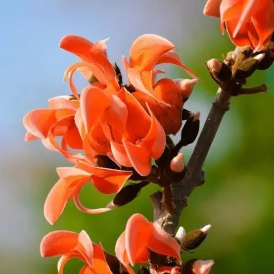 佛典中的香華異草|波羅奢、鬱金、紅花與曼陀羅的故事