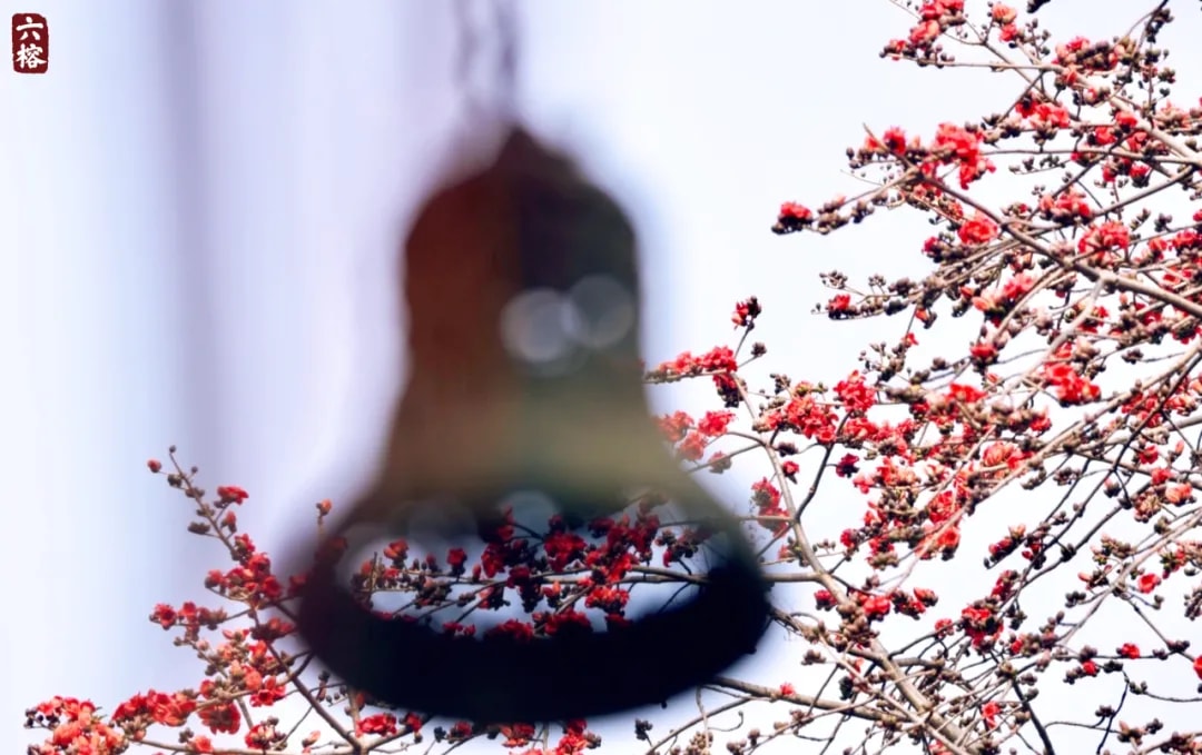 慈悲护生 | 物我同欣庆 共证真如性