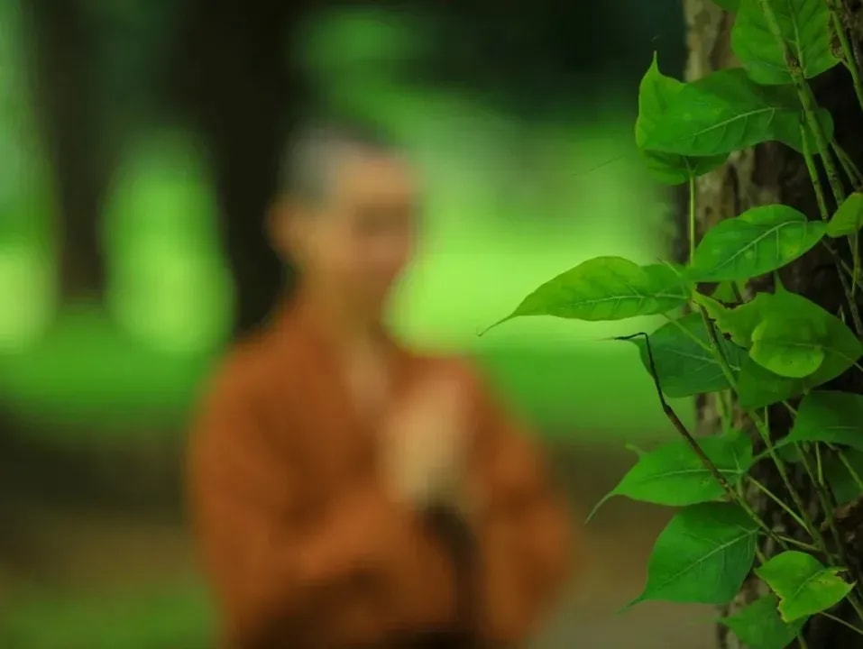 從佛教的「三觀」看生態智慧