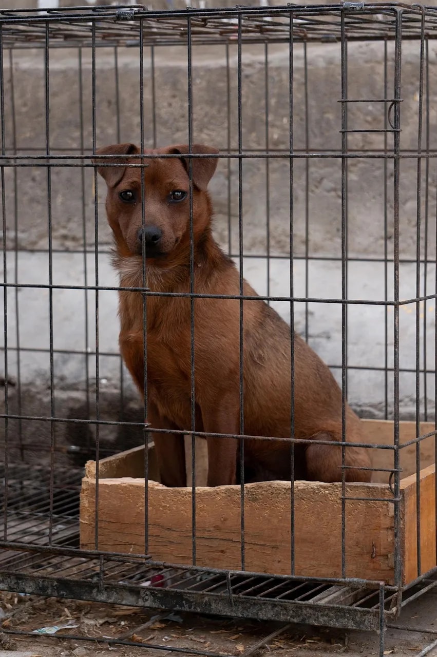 習得性無助與健康