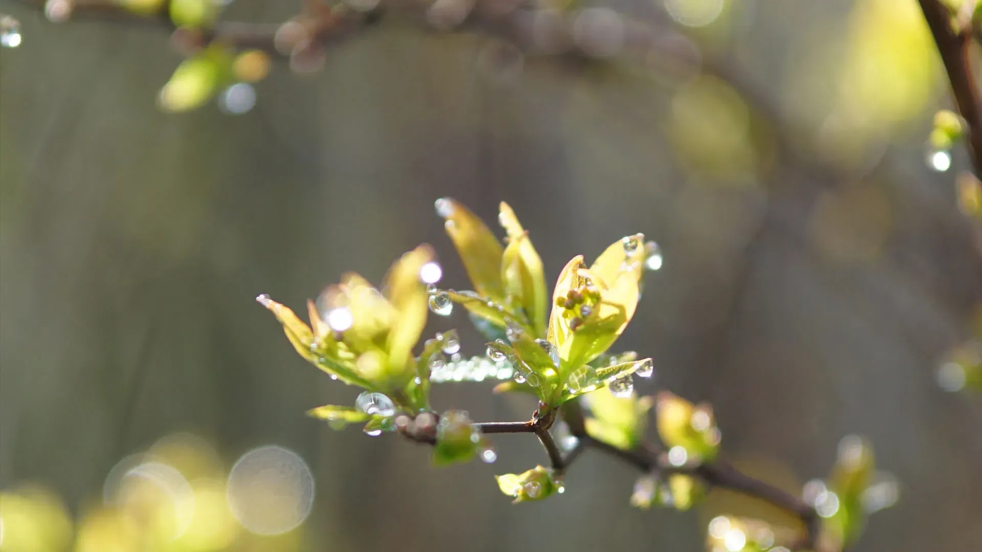 大乘经典《药师经》