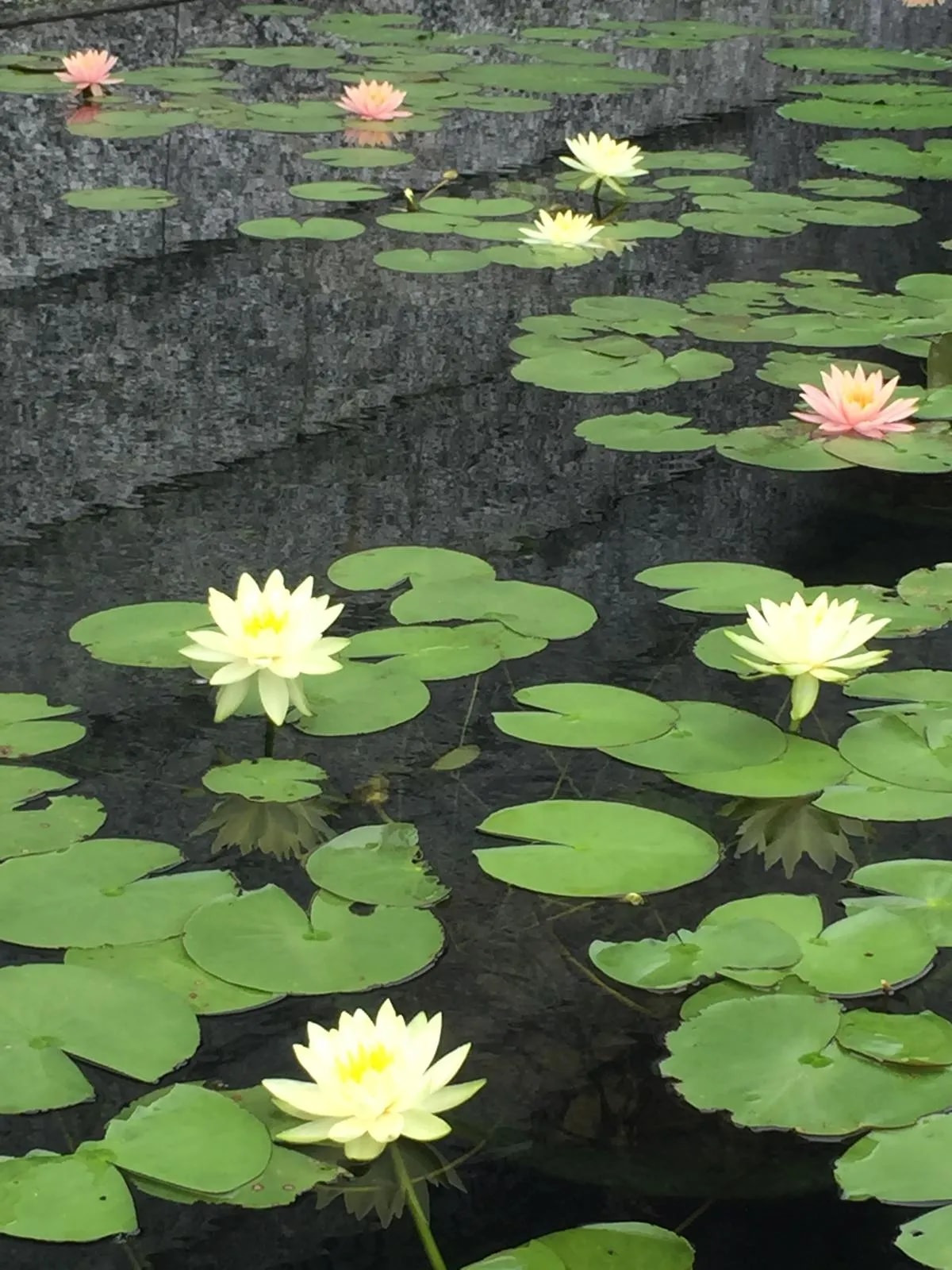 何謂將錯就錯 西方極樂？