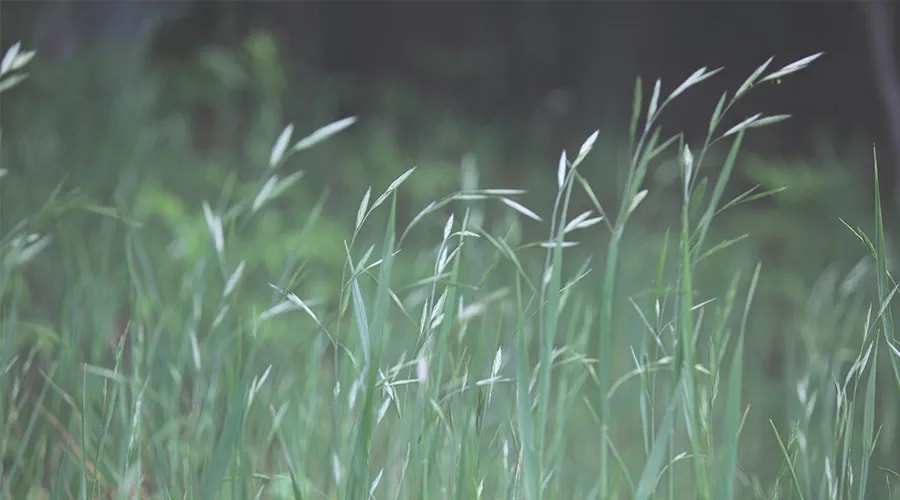 精进生活禅(下)