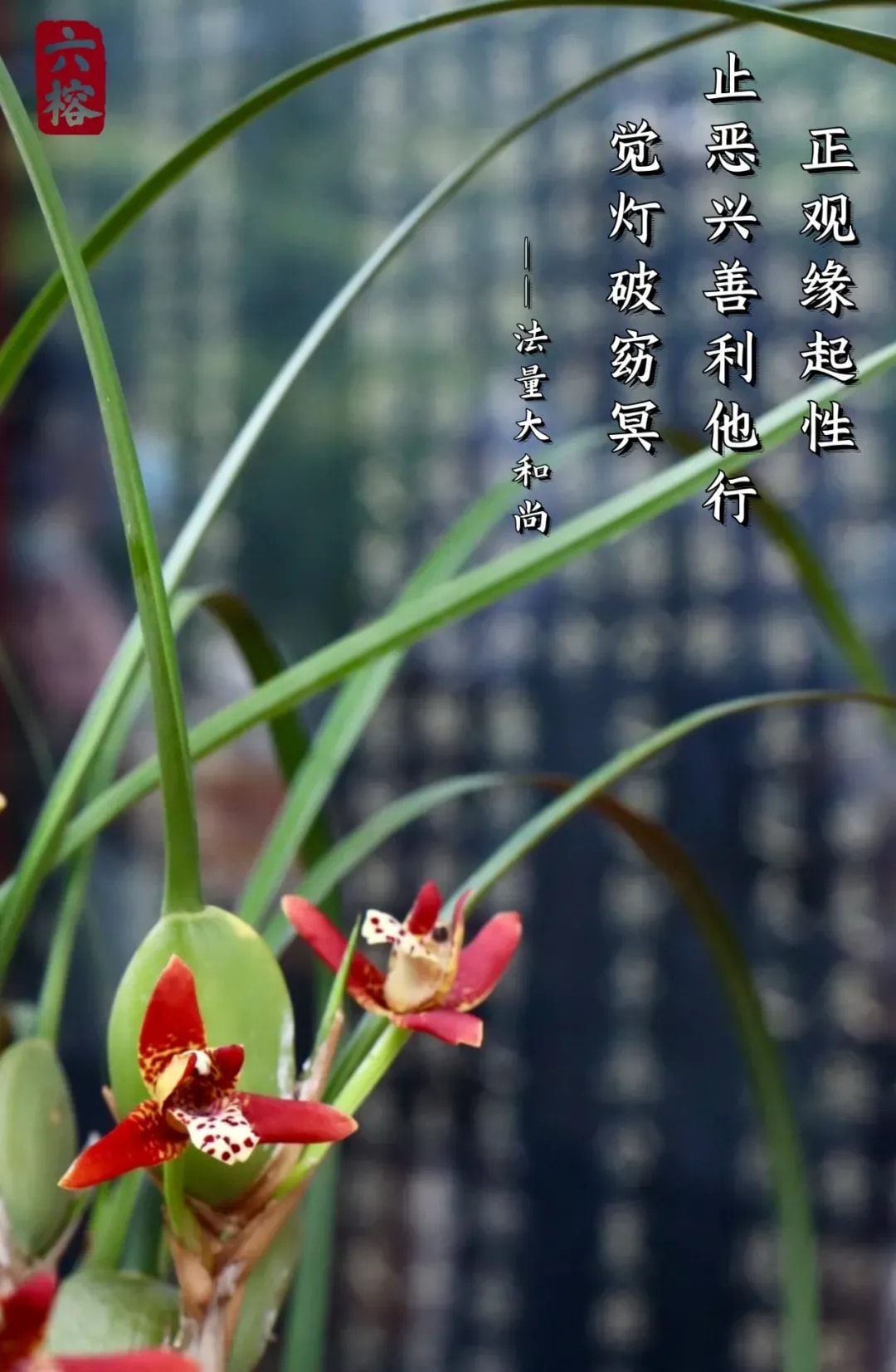 如幻觀 | 止惡興善利他行