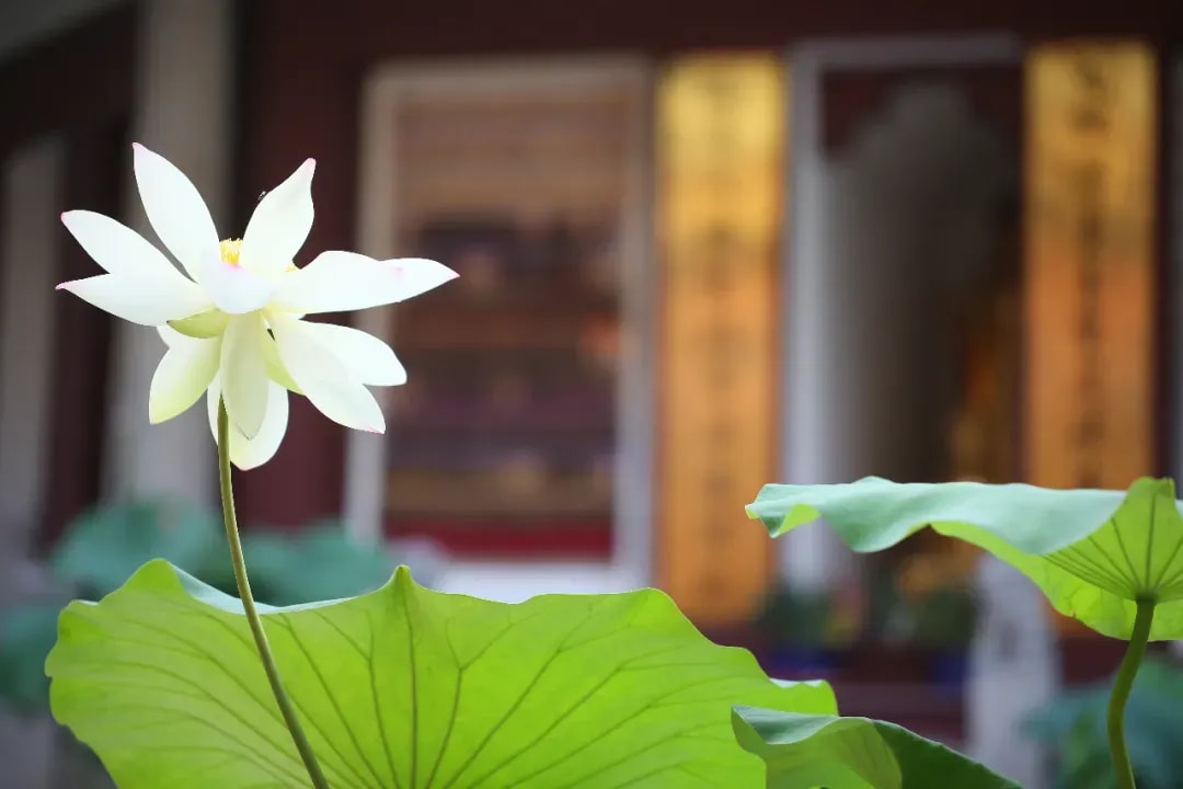 《大乘廣五蘊論》的情緒管理(四)