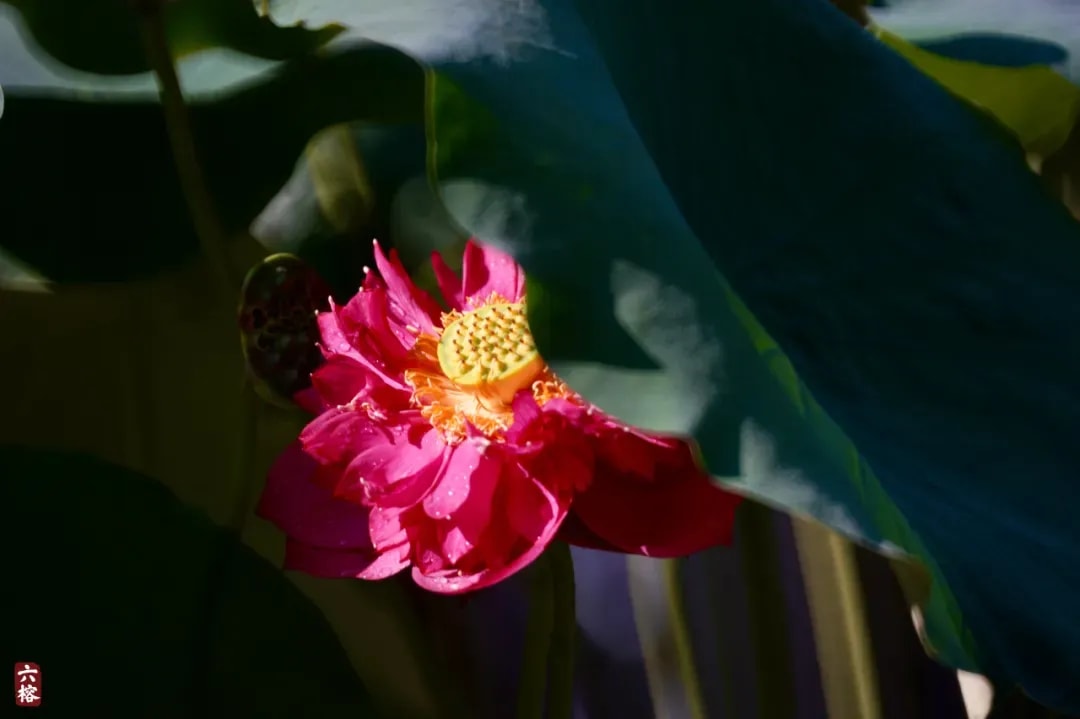 空谷回音 為甚麼要以戒為師