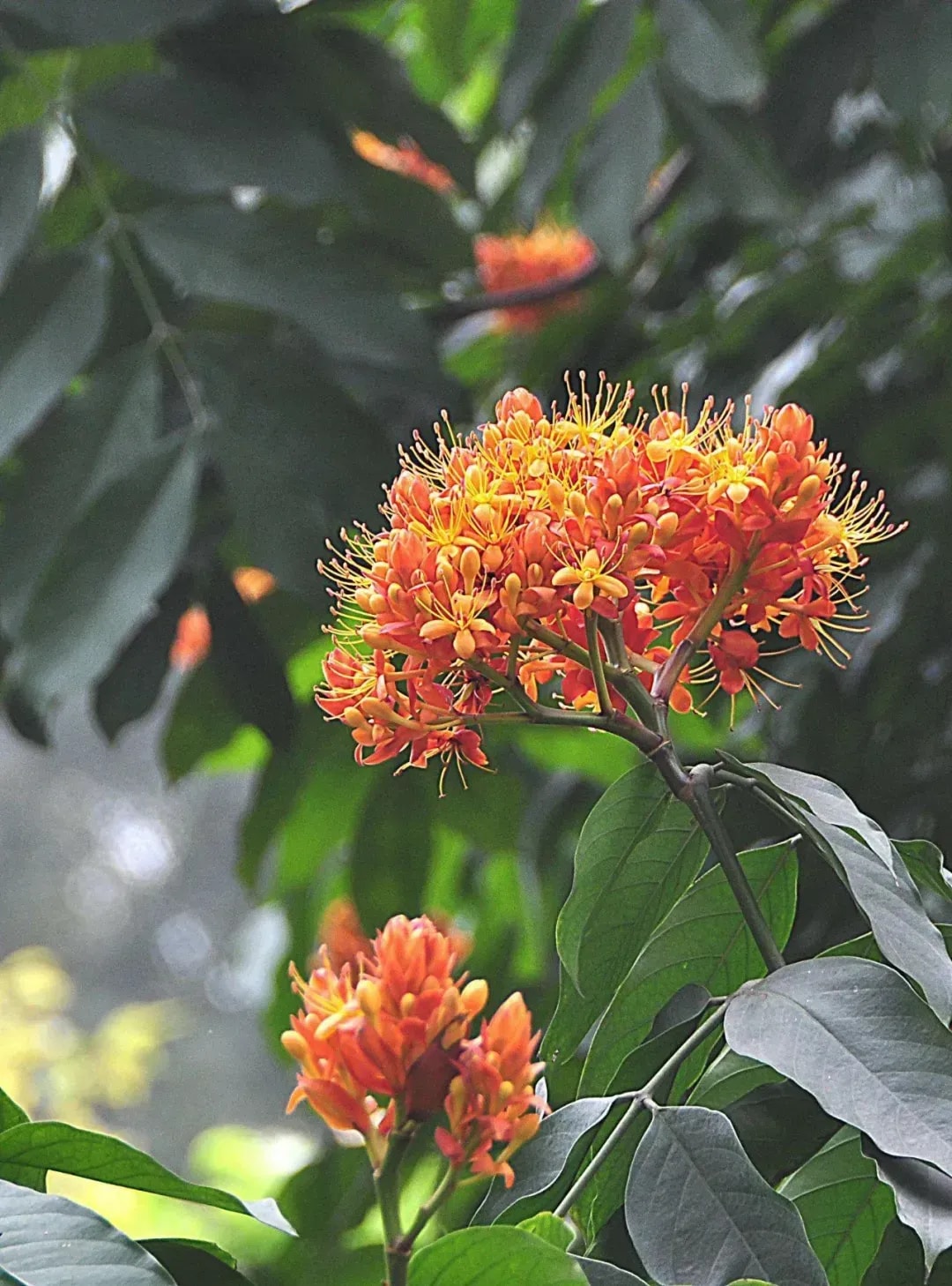 树木为道场 风吹亦禅音 佛教中的圣树与法缘