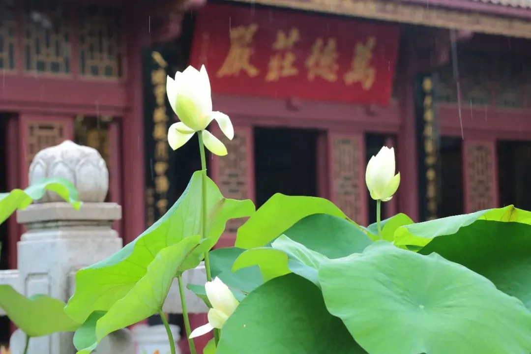 《大乘廣五蘊論》的情緒管理(五)