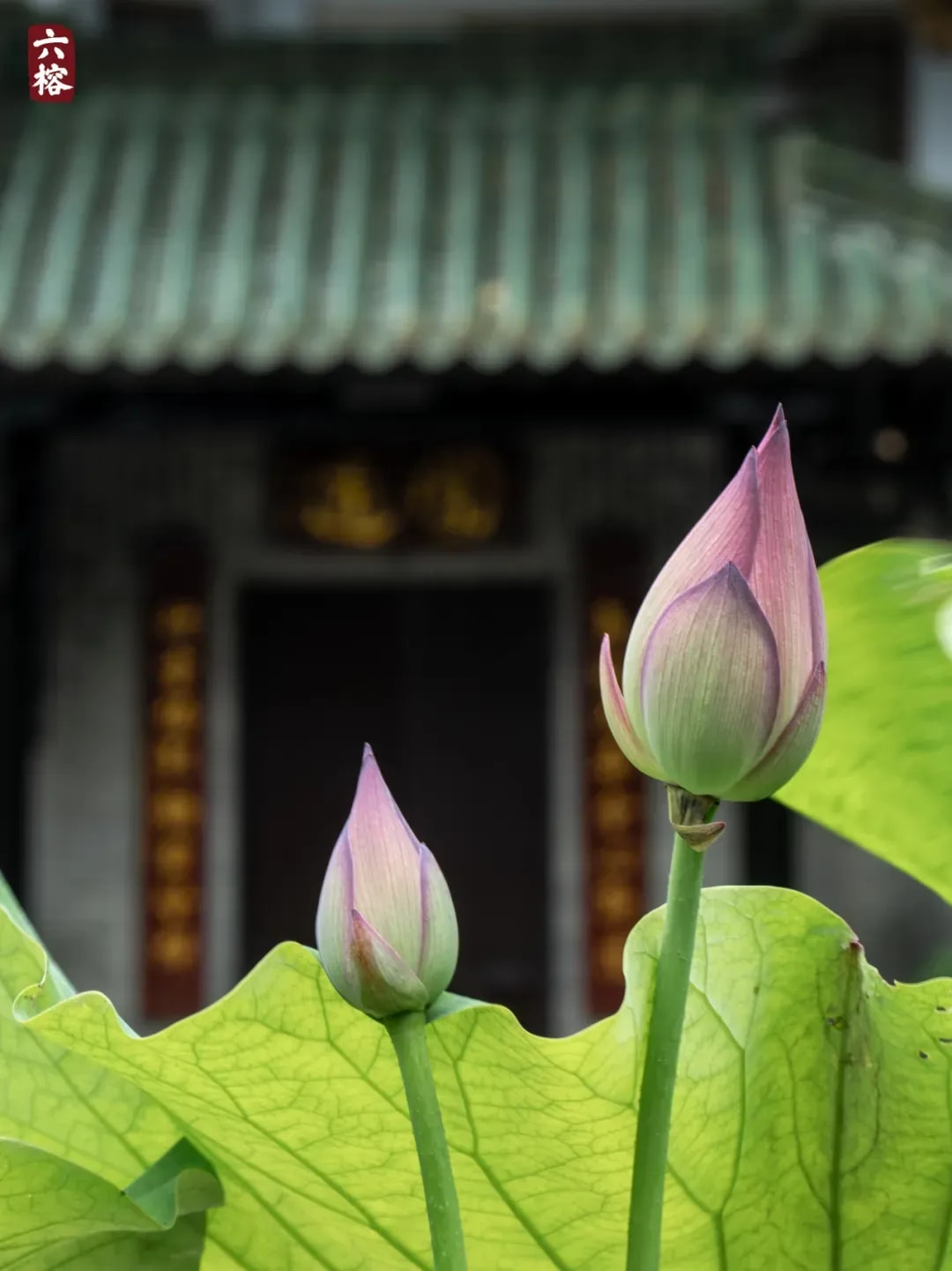 常於事後才發覺被習氣所轉 當如何對治?