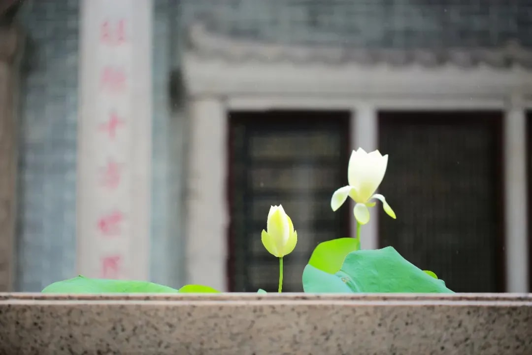 《大乘廣五蘊論》的情緒管理(三)